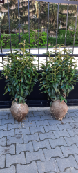  Babrmeggy (Novita s Genolia) 80/100 kontneres