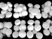   Csiperke Gomba 0,5 kg